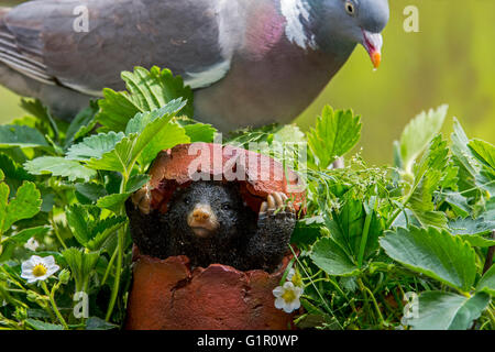 Maulwurf Figur versteckt in gebrochenen Blumentopf aus gemeinsamen Ringeltaube (Columba Palumbus) im Garten Stockfoto