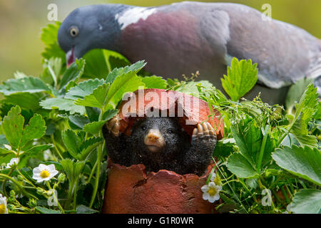 Maulwurf Figur versteckt in gebrochenen Blumentopf aus gemeinsamen Ringeltaube (Columba Palumbus) im Garten Stockfoto