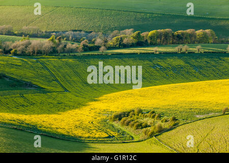 Spring evening on the South Downs, East Sussex, England. Stockfoto