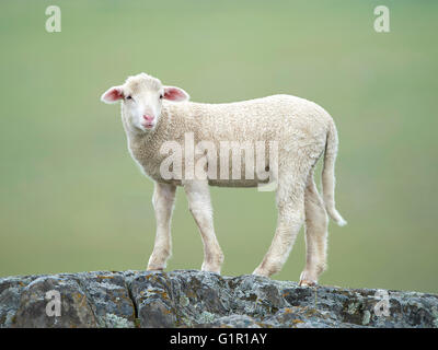 Lamm Schaf stehend auf einem unscharfen Vegetation-Hintergrund Stockfoto