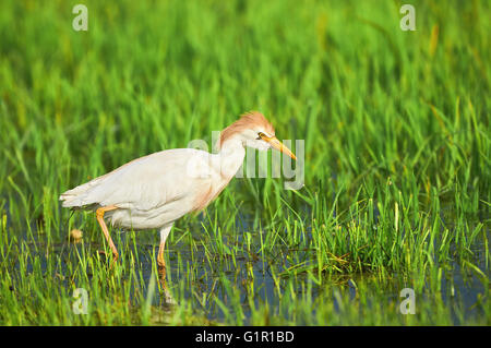 Kuhreiher Jagd auf Frösche zwischen den Gräsern marsh Stockfoto