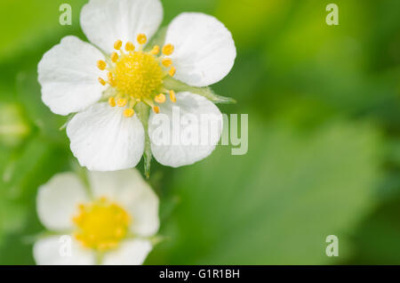 Closeup, wilde Erdbeere Blumen Stockfoto