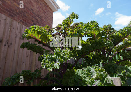 Rot Kohl wächst in angehoben Bett. Stockfoto