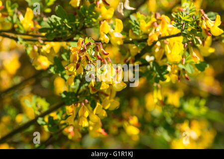 Goodia Lotifolia blühen und die Blumen des gelben Erbse Blütenstrauch Fabaceae goldene Spitze ähnlich wie Ginster Blüte Stockfoto