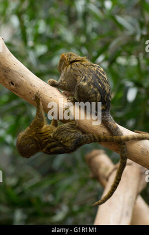 Ein paar pelzigen Pygmäen Krallenaffen festhalten an einem Baumstamm Stockfoto