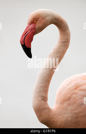 Porträt von einem Flamingo (Phoenicopterus Roseus) fotografiert in der Camargue Stockfoto