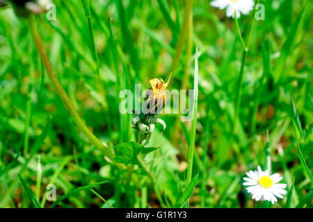 LÖWENZAHN BEREIT, BLUME Stockfoto