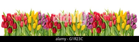 Frischen Frühlingsblumen Tulpe. Bunte Blumen Grenze. Ferien-Hintergrund Stockfoto