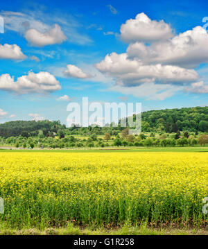 Raps Feld Withcloudy blauen Himmel. Schöne Frühlingslandschaft Stockfoto