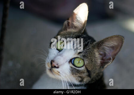 Close Up Shot eine dunkel graue Katze Stockfoto