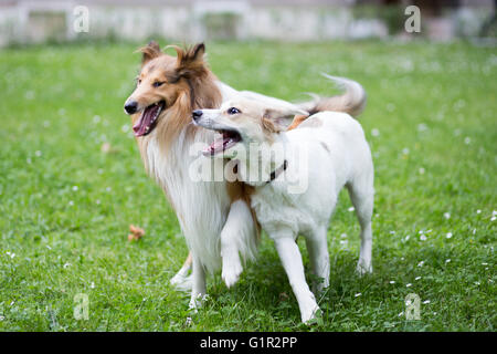 Zwei Hunde laufen und spielen zusammen Stockfoto