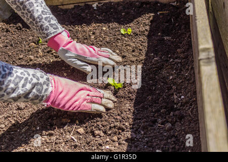 Frau arbeitet im Garten Stockfoto