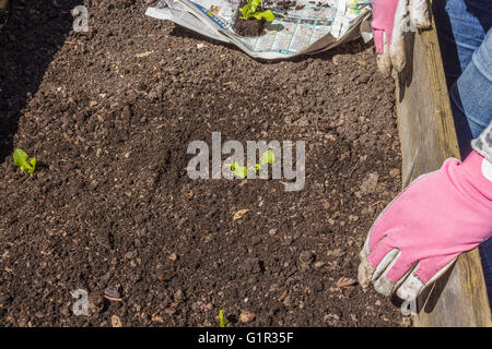 Frau arbeitet im Garten Stockfoto