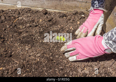 Frau arbeitet im Garten Stockfoto