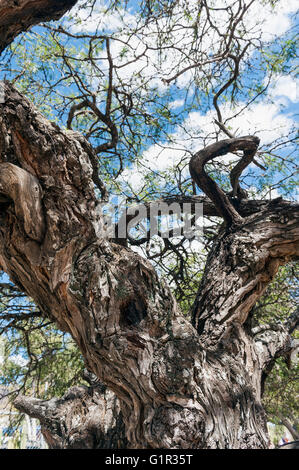 2000 Jahre alte Montezuma Sumpfzypresse (Taxodium Mucronatum) Stockfoto