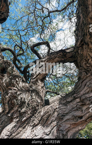 2000 Jahre alte Montezuma Sumpfzypresse (Taxodium Mucronatum) Stockfoto