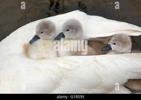 Stummer Swan Cygnus olar mit einer Familie frisch geschlüpfter Zygneten, die auf dem Rücken eines Erwachsenen reiten Stockfoto