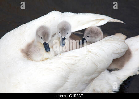 Stummer Swan Cygnus olar mit einer Familie frisch geschlüpfter Zygneten, die auf dem Rücken eines Erwachsenen reiten Stockfoto