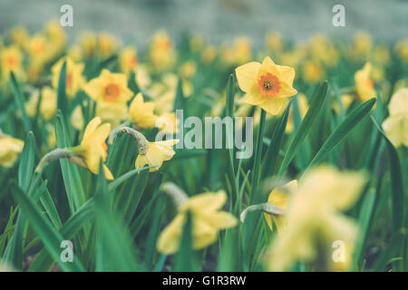 Gelbe Narzisse oder Narzisse Blumen blühen im Frühjahr. Selektiven Fokus, Vorder- und Hintergrund unscharf Stockfoto