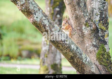 Eichhörnchen oder Sciurus Vulgaris sitzt auf Baumstamm und Mutter Essen Stockfoto