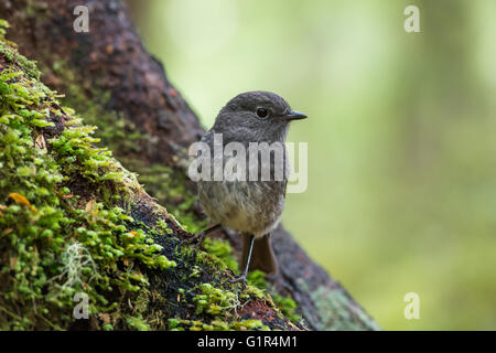 Südinsel Robin - Petroica australis Stockfoto