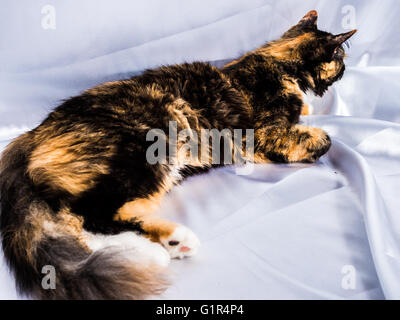 Drei Farben pelzigen Winter Cat weiße Seide Hintergrund Stockfoto