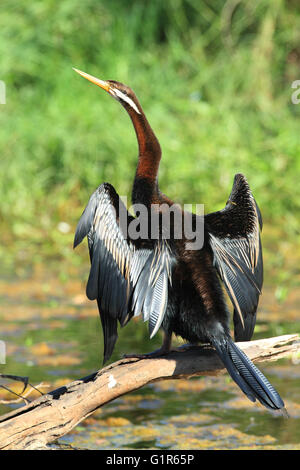 Ein Australasian Darter - Anhinga Novaehollandiae - thront auf einem Ast trocknen seine Federn in der Morgensonne.  Foto Chris Ison Stockfoto