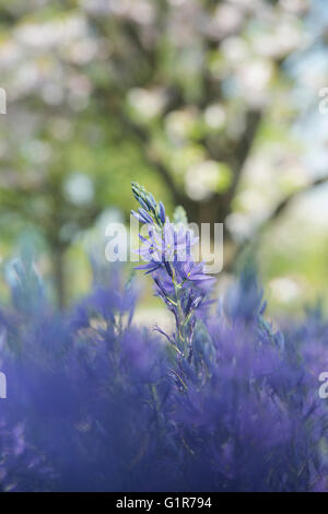 Camassia Leichtlinii. Camas Quamash, Wild Hyazinthe Blumen Stockfoto