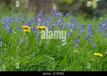 Taraxacum Officinale und Hyacinthoides non Scripta. Löwenzahn und Glockenblumen Gras in der englischen Landschaft Stockfoto