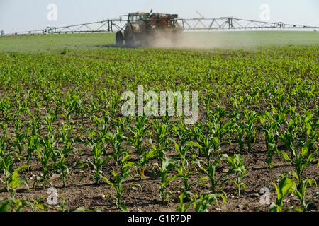 Rumänien Banat, Dorf Semlac, 2000 Hektar großen Farm von deutschen Bauern, Pestizide und Herbizide Anwendung im Maisfeld Stockfoto