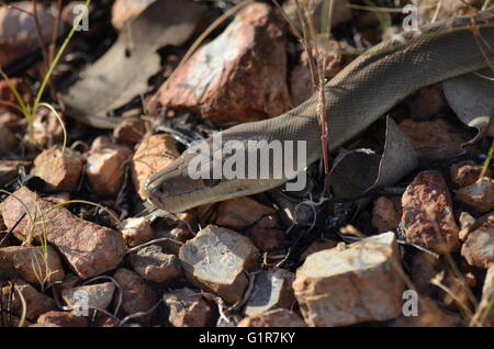 Rainbow Skalen eines australischen Olive Python, Liasis olivaeus, glänzen im Sonnenlicht im nördlichen Queensland Stockfoto