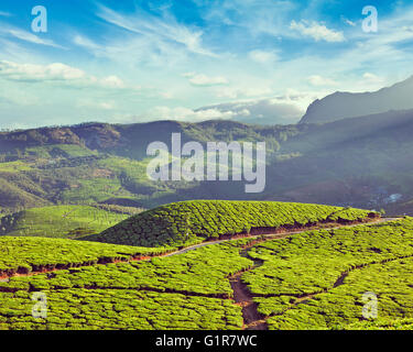 Grüner Tee-Plantagen in Indien Stockfoto