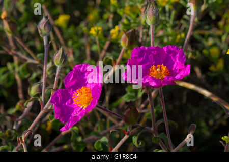 Rosa Rock-Rose (Cistus Creticus), auch bekannt als Hoary Rock-Rose Stockfoto