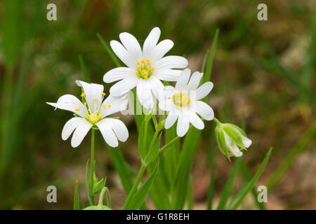 Weißen Blüten der Stellaria Holostea, Addersmeat oder größere stitchwort Stockfoto