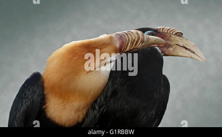 Blyth der Nashornvögel (Aceros Plicatus) männlich und weiblich Stockfoto