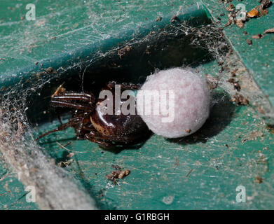 Spinne mit Ei Sac, UK Stockfoto