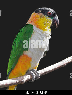 Schwarze Spitze Caique (Pionites Melanocephalus) Stockfoto