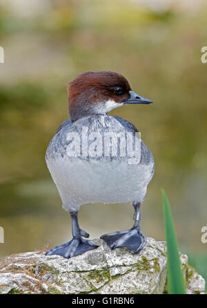 Weibchen der Zwergsäger (Mergellus Albellus) Stockfoto