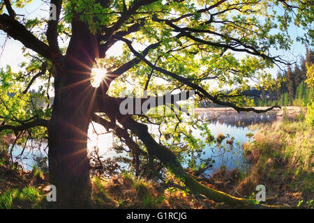 Sonnenstrahlen durch Eiche Zweige See im Frühling Stockfoto