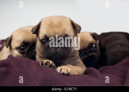 Mops Welpen Porträt Stockfoto