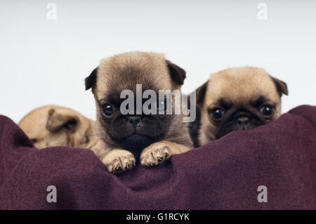 Mops Welpen Porträt Stockfoto