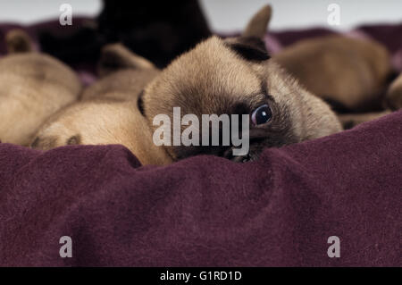 Mops Welpen Porträt Stockfoto