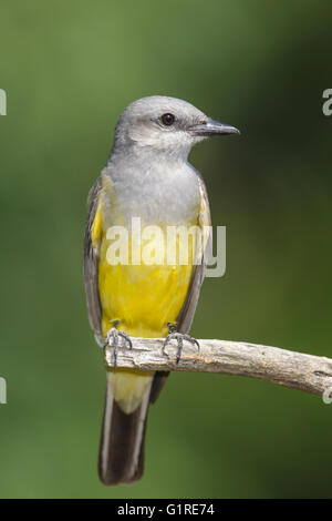 Westlichen Kingbird - Tyrannus Verticalis - Erwachsene Stockfoto