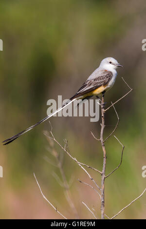 Schere – Tailed Flycatcher - Tyrannus Forficatus - Männchen Stockfoto