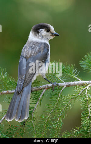 Grau-Jay - Perisoreus Canadensis - Erwachsene Stockfoto