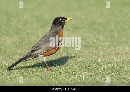 Amerikanischer Robin - Turdus Migratorius - Männchen Stockfoto