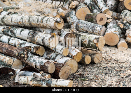 Haufen von Birke Protokolle auf dem Boden liegend Stockfoto