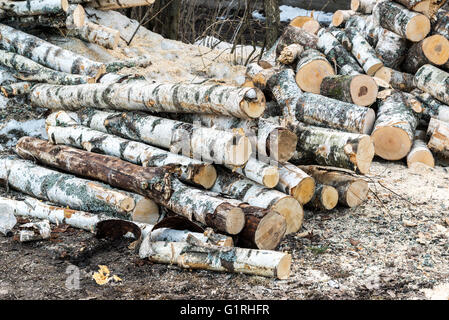 Haufen von Birke Protokolle auf dem Boden liegend Stockfoto
