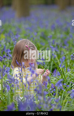 Kleinkind saß im Bluebell Woods Blick auf Blumen Stockfoto