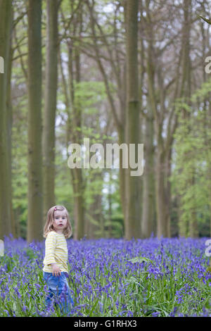 Kleinkind im Bluebell Woods Blick auf Blumen stehen Stockfoto